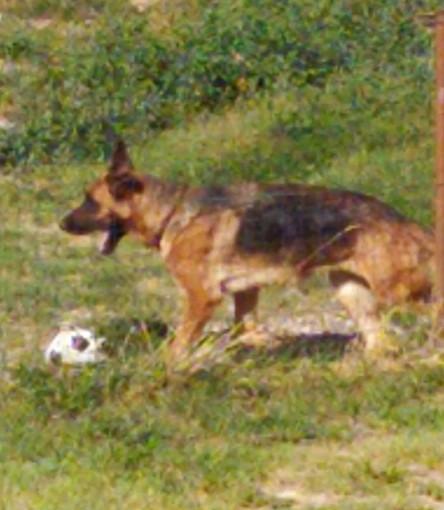 Il mio migliore&nbsp;amico…