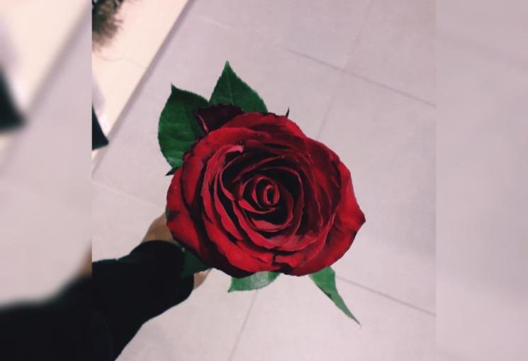 Un fiore, le&nbsp;spine